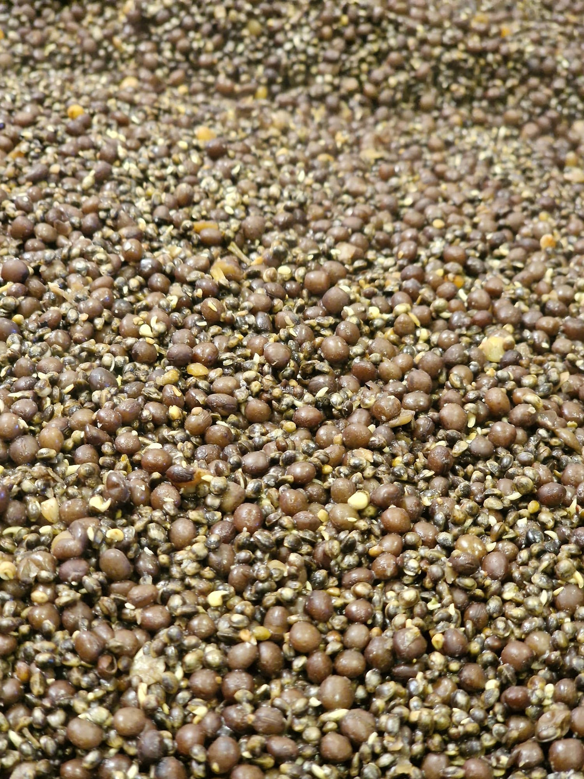 Hemp, Tares, Maples & Black Rapeseed -HTMB: The Halloween Exclusive