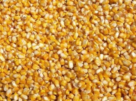 Maize ** Free Delivery ** - Impact Particles
