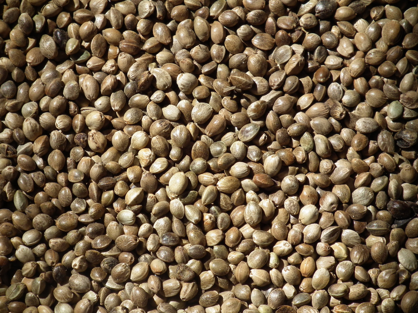Hemp Seed (Dry) - Impact Particles