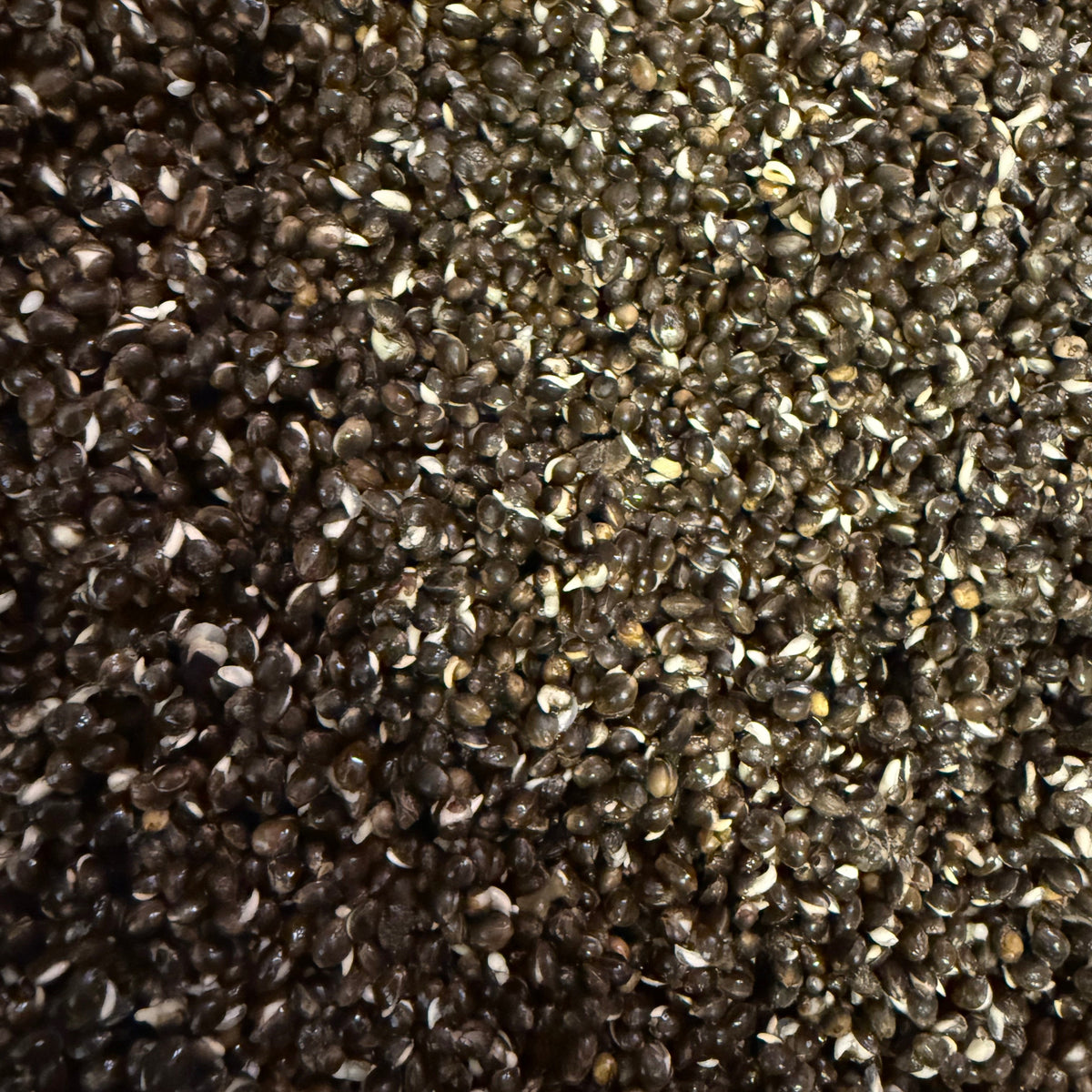 Garlic Hemp SALE