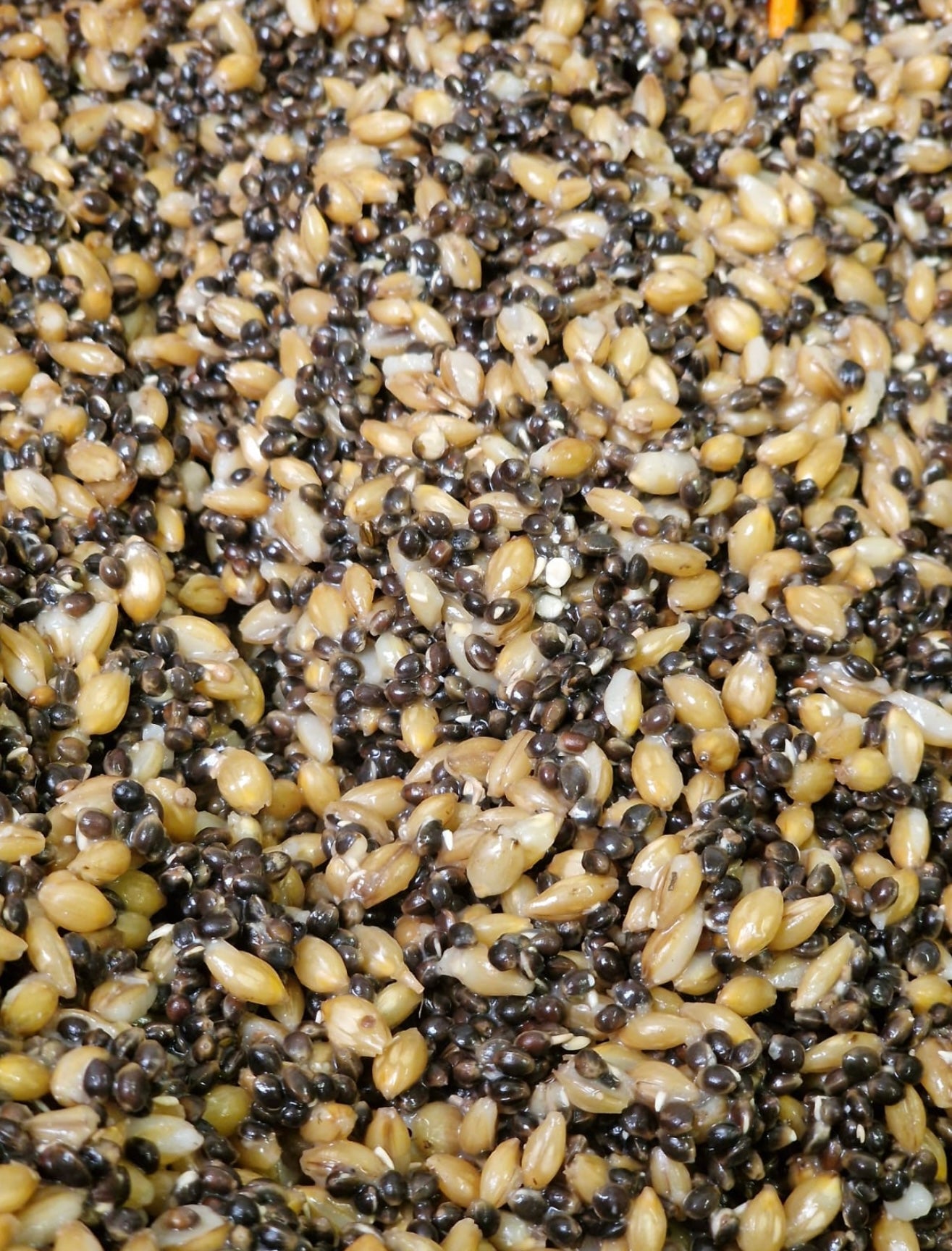 Hemp & Barley