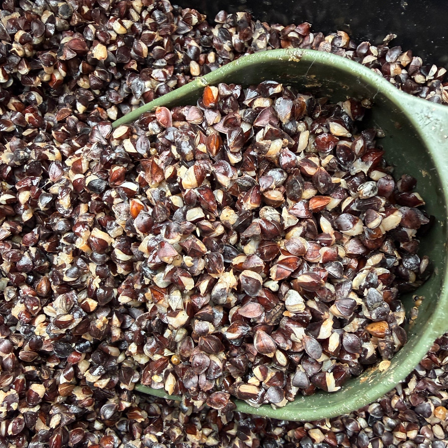 CLEARANCE BUCKWHEAT SALE 5KG