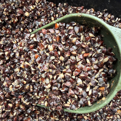 CLEARANCE BUCKWHEAT SALE 5KG