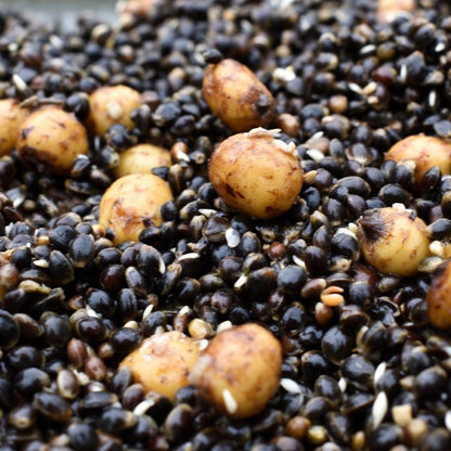 15kg Hemp Mixes Free delivery