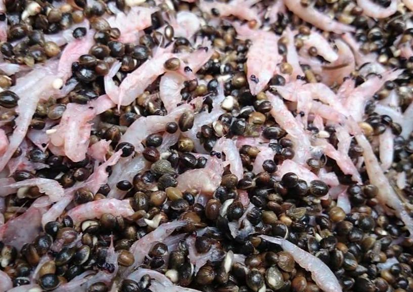 Hemp & Krill (5kg) - Impact Particles 