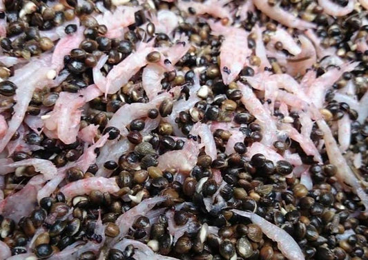 Hemp & Krill (5kg) - Impact Particles 