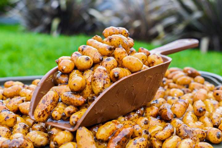 Jumbo Tigernuts - Impact Particles 